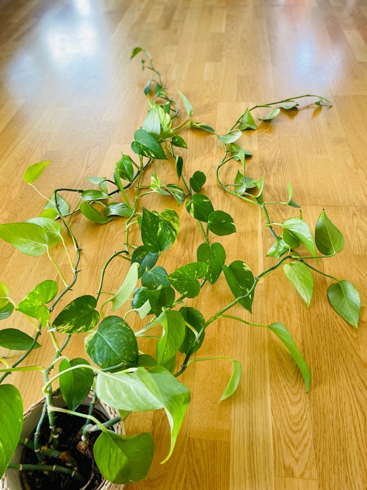 Epipremnum/ Pothos/ Devil’s Ivy