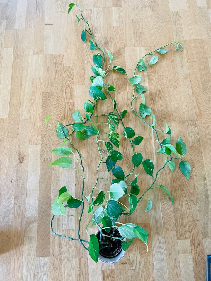 Epipremnum/ Pothos/ Devil’s Ivy