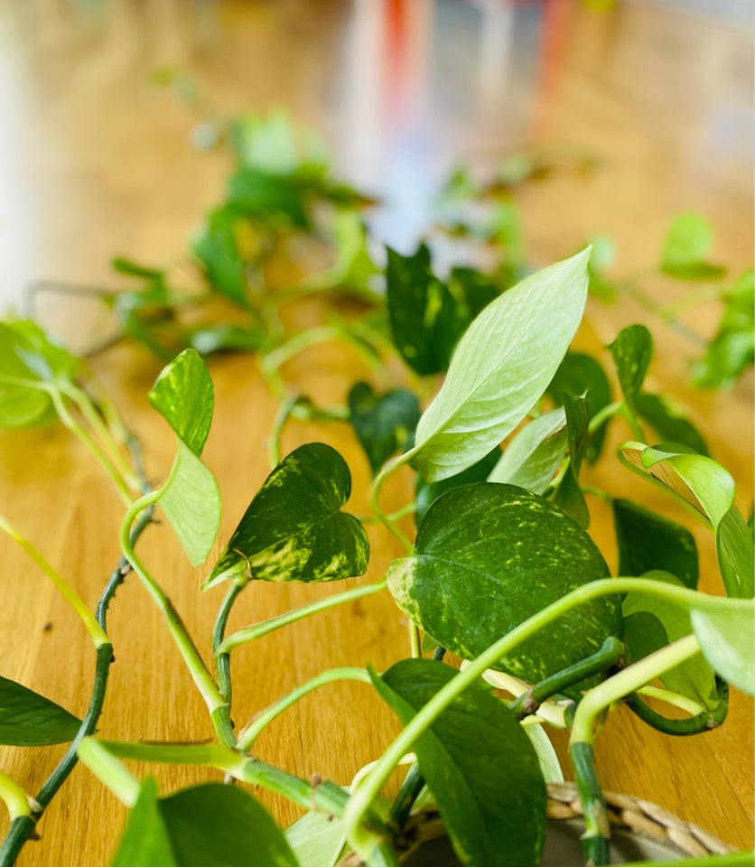 Epipremnum/ Pothos/ Devil’s Ivy