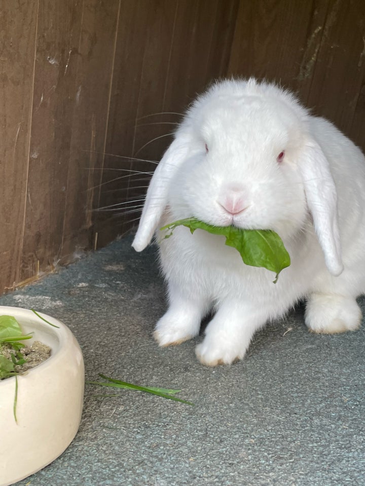 Kanin Minilop 2 år