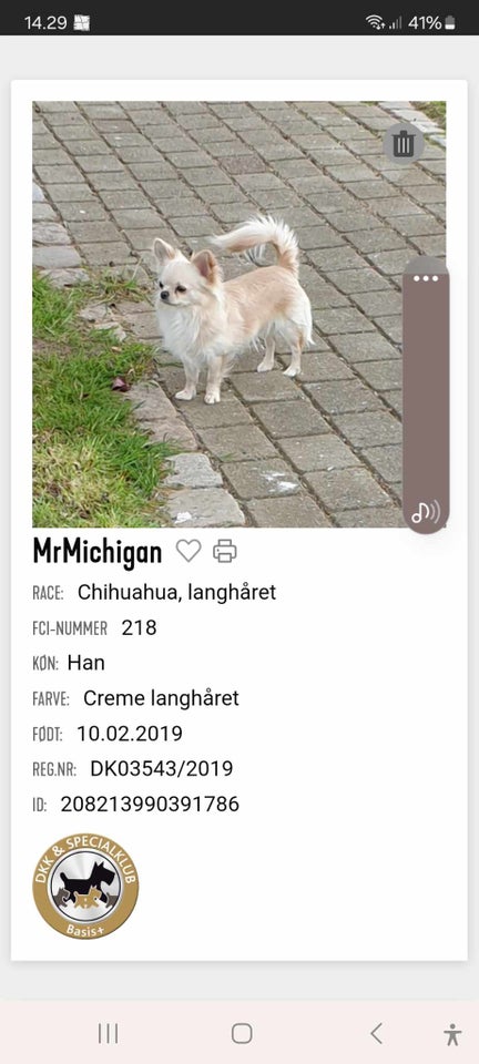 Chihuahua hund 5 år