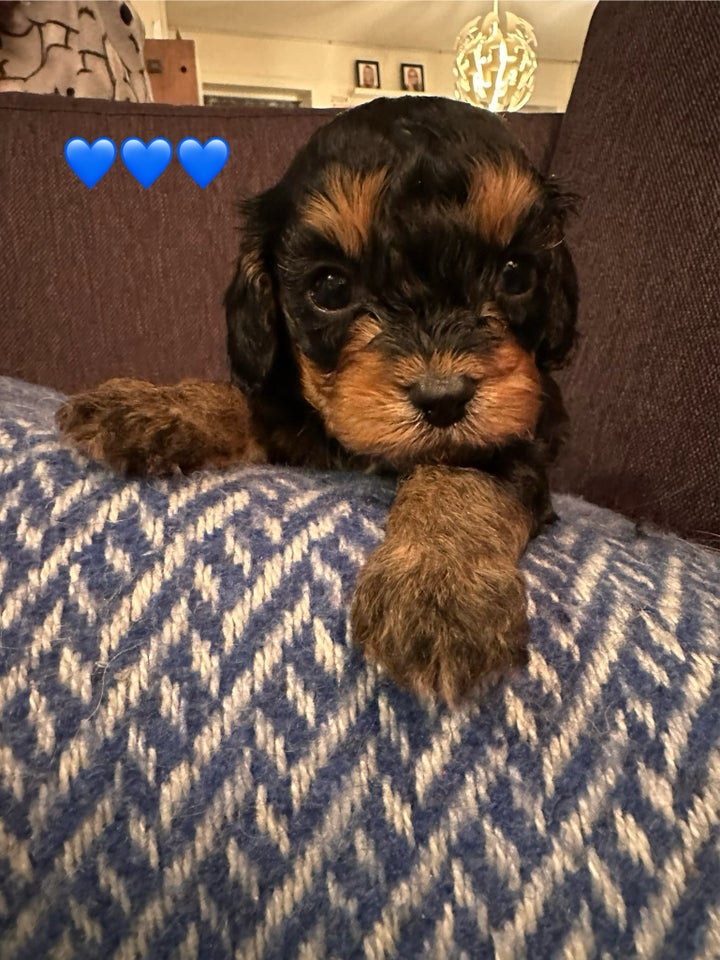 Cavapoo, hvalpe, 4 uger