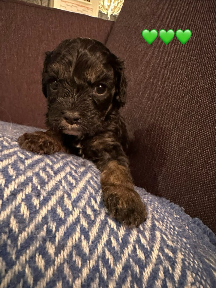 Cavapoo, hvalpe, 4 uger