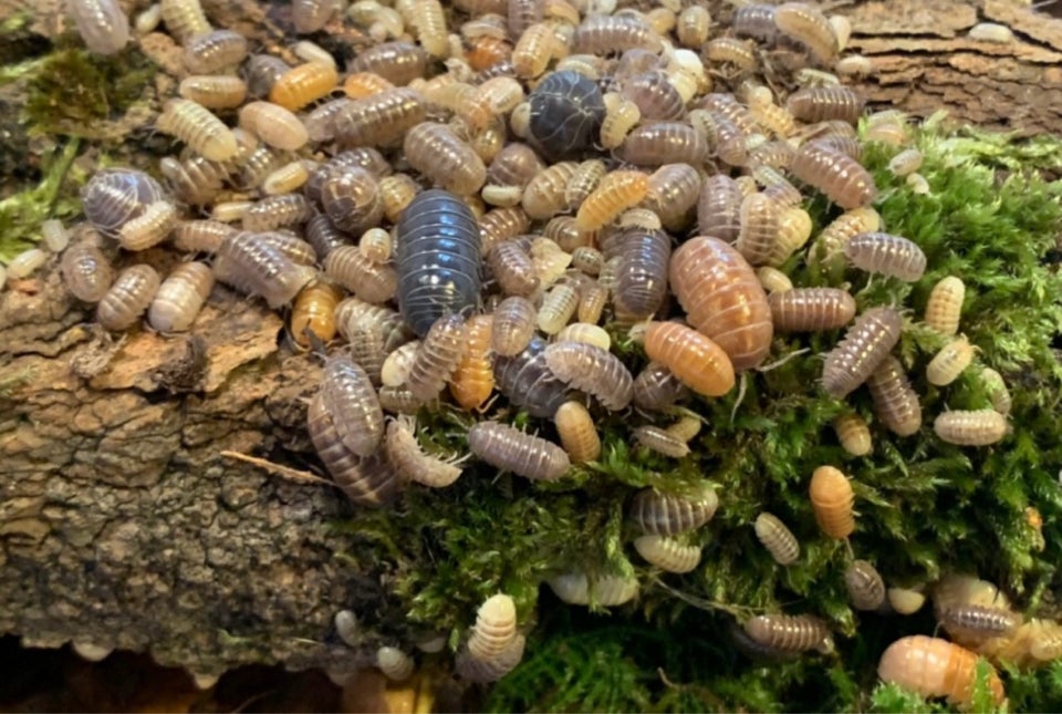 Andet krybdyr, Armadillidium