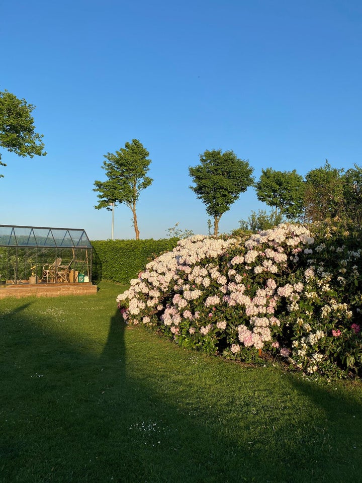 Rhododendron