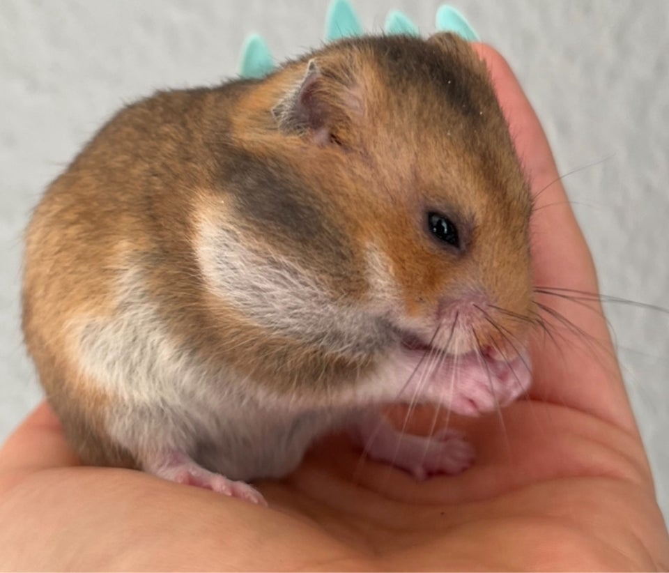 Hamster, Guldhamster, 0 år