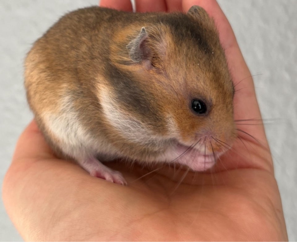 Hamster, Guldhamster, 0 år