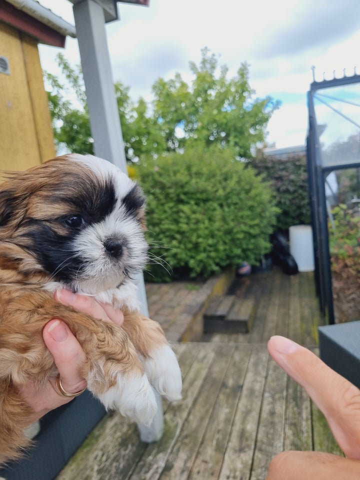 Shih tzu  hvalpe 7 uger