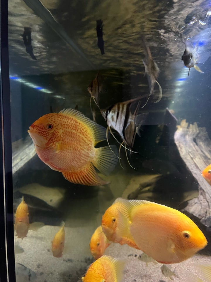 Heros severum, Golden/ Red spot, 8