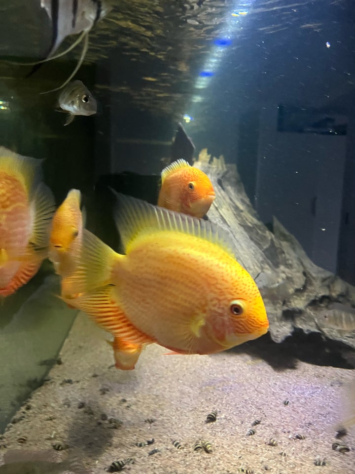 Heros severum, Golden/ Red spot, 8