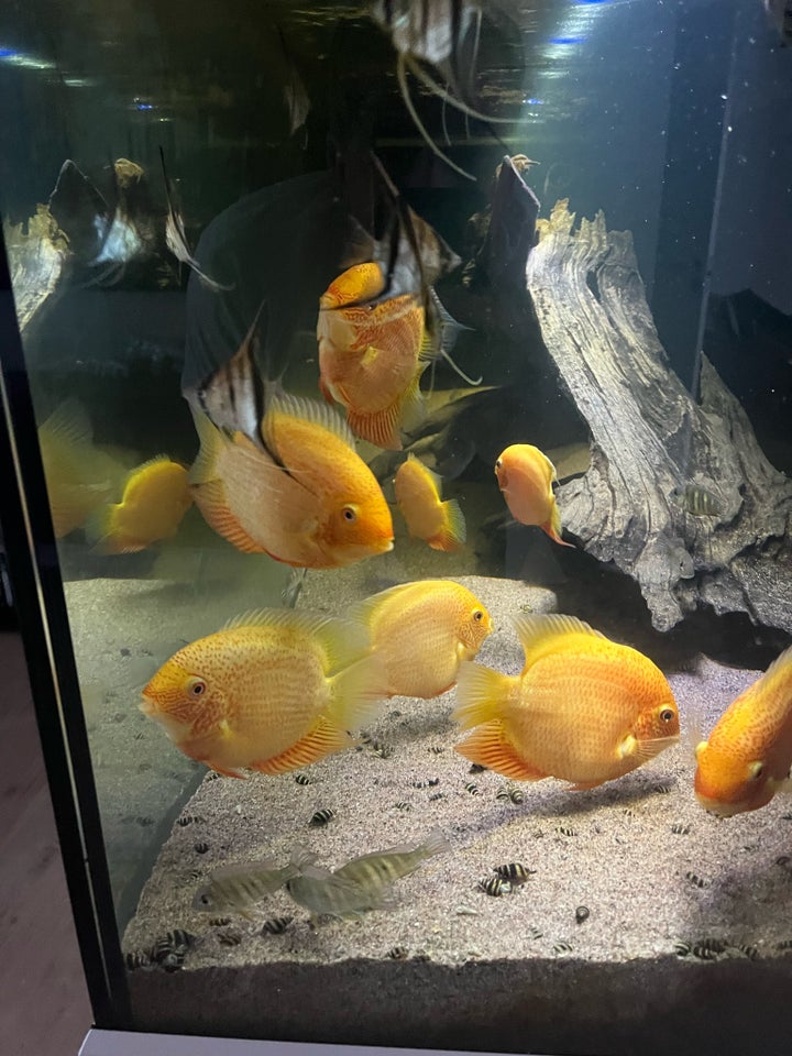 Heros severum, Golden/ Red spot, 8