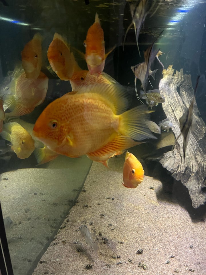 Heros severum, Golden/ Red spot, 8