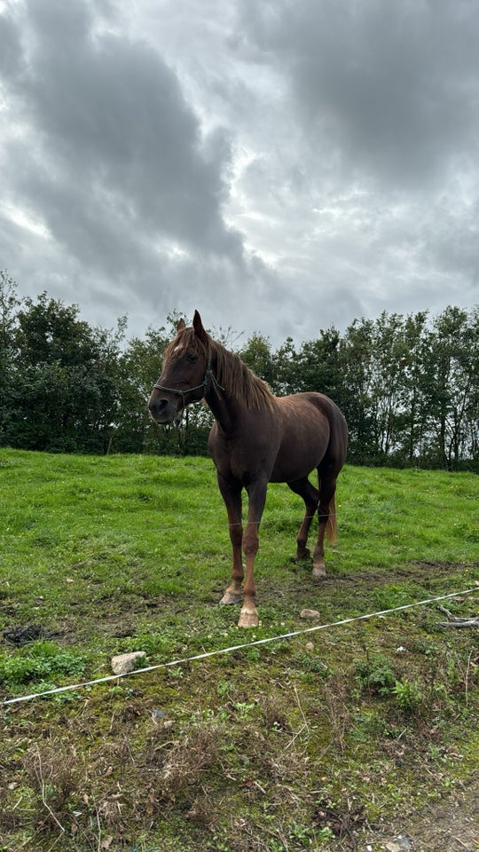 Traver vallak 15 år