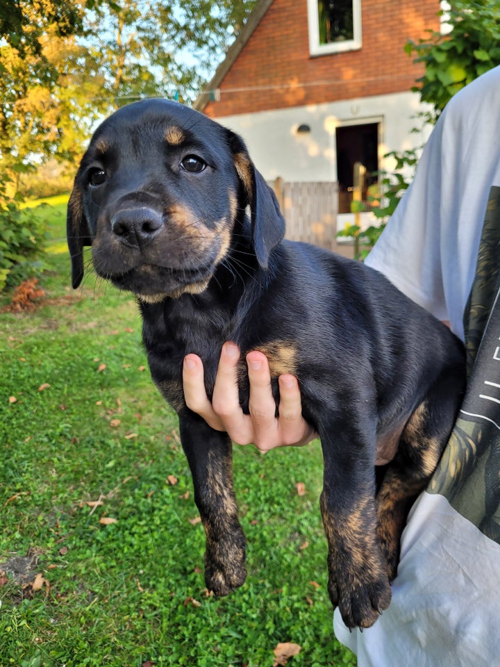 Labrador/boxer/golden retriever