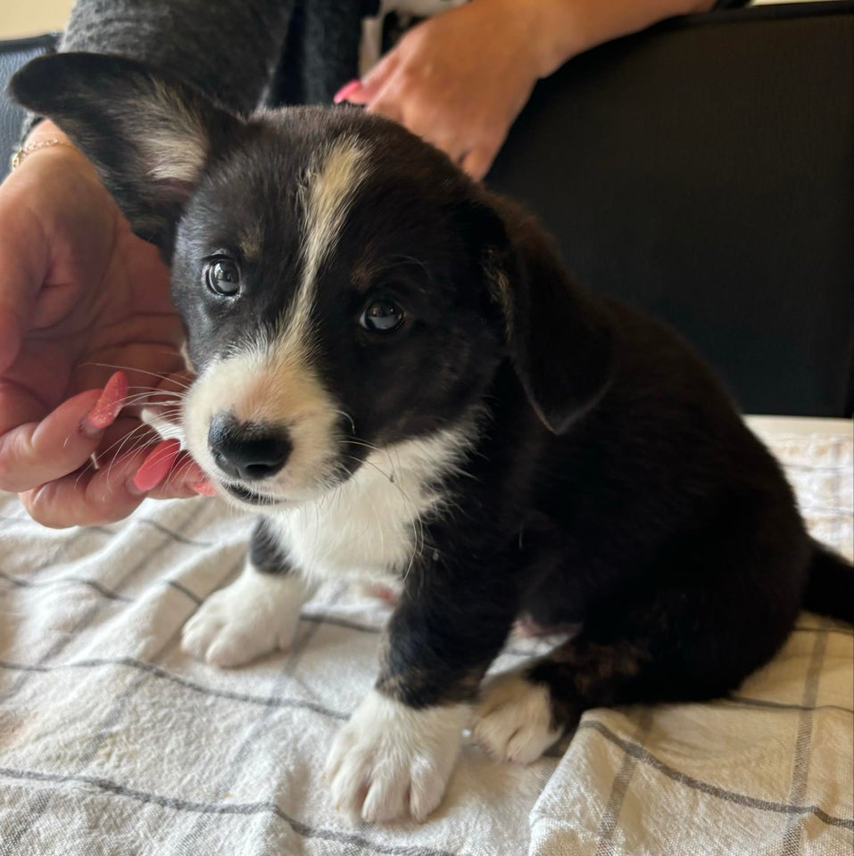 Welsh Corgi hvalp