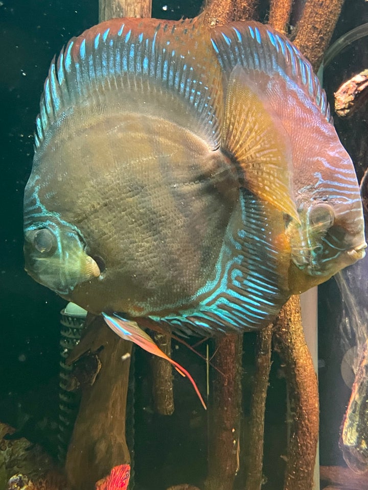 Discus 4 stk