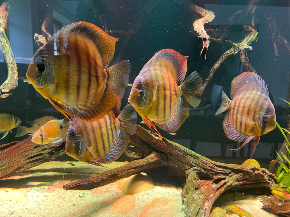 Discus 4 stk