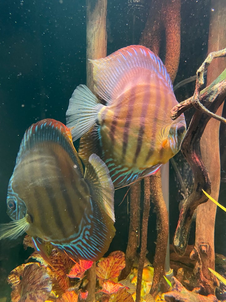 Discus 4 stk