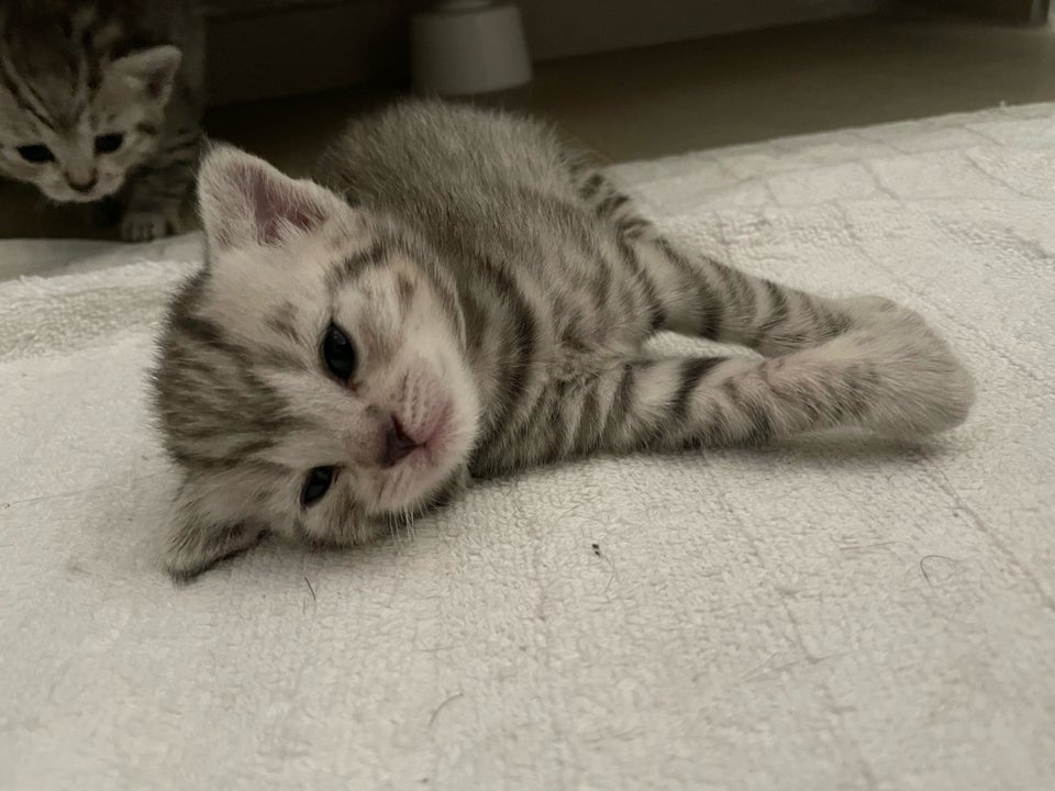 Scottish fold og British sh