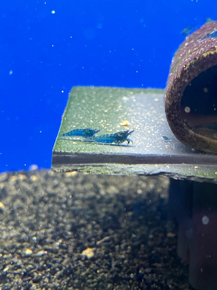 Neocaridina davidi - Blue Dream,