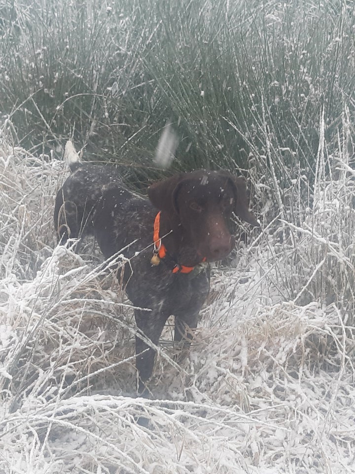 Korthåret hønsehund , hund, 2 år