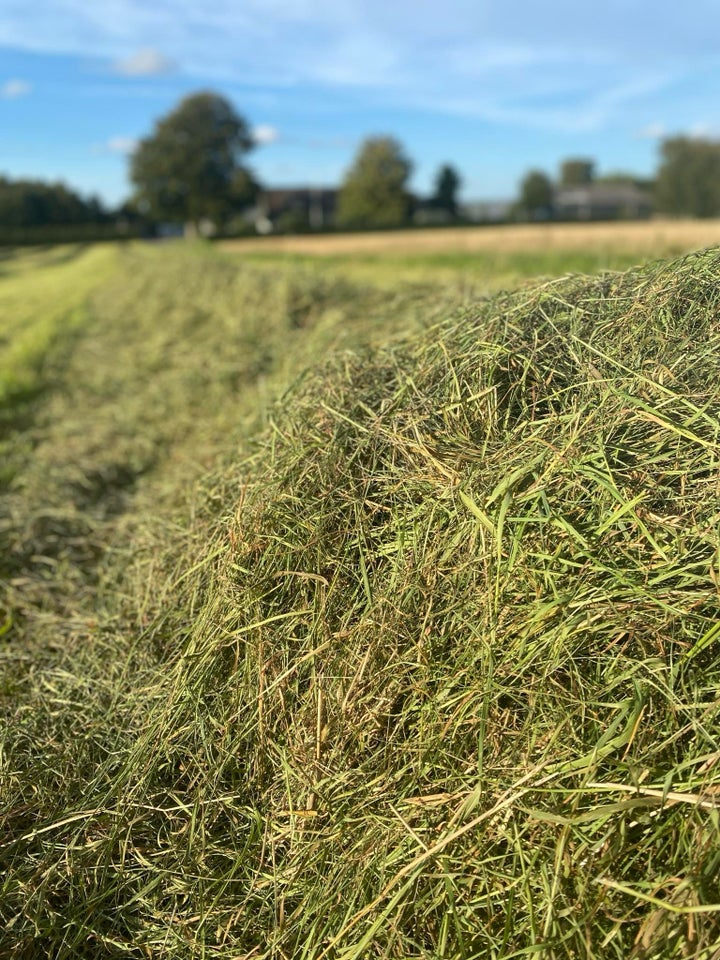 Kvalitetswrap til heste med