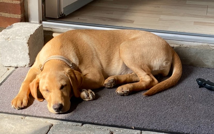 Labrador, hvalpe, 7 mdr.