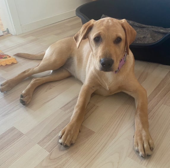 Labrador, hvalpe, 7 mdr.