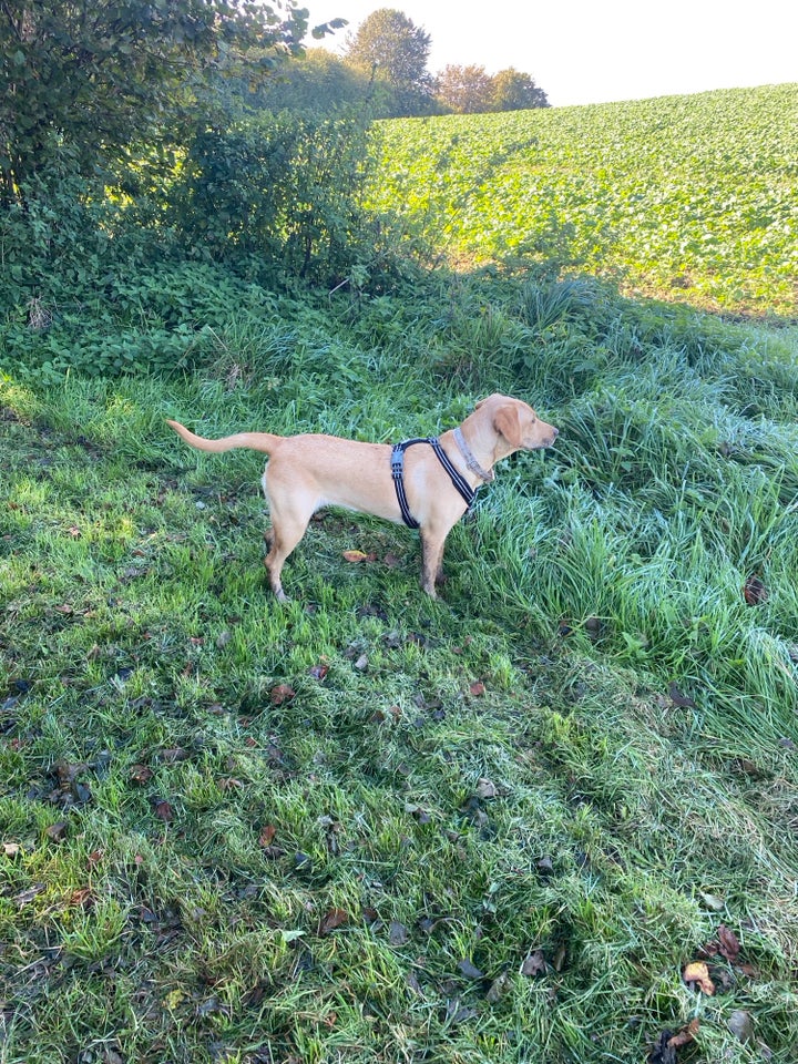 Labrador, hvalpe, 7 mdr.