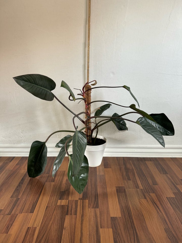 Stueplante , Philodendron