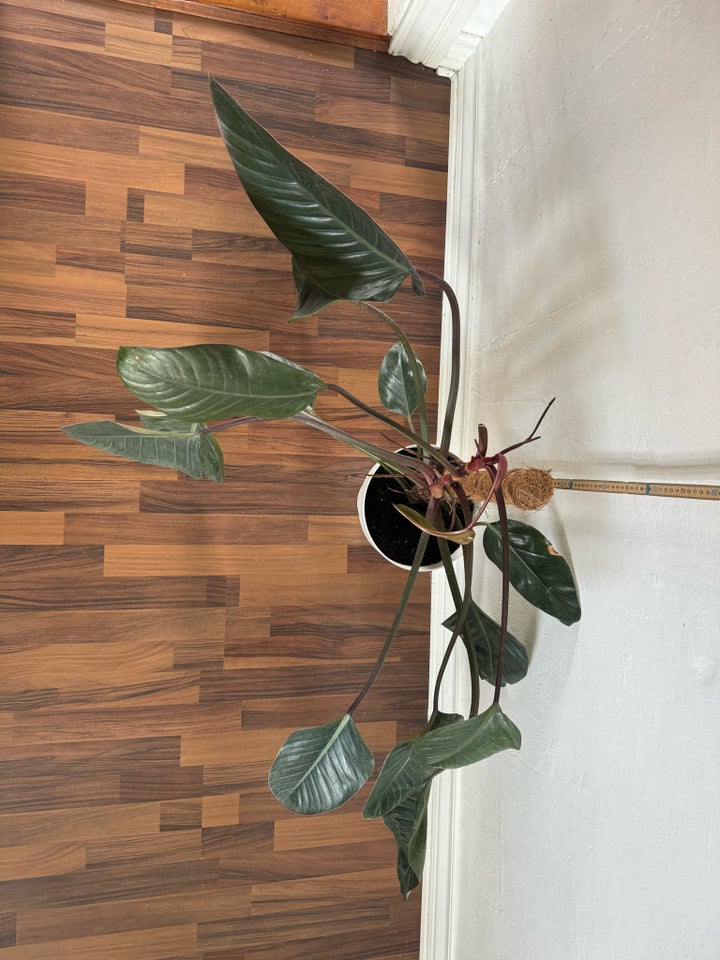 Stueplante , Philodendron