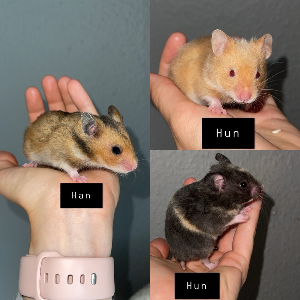 Hamster Guldhamster 0 år