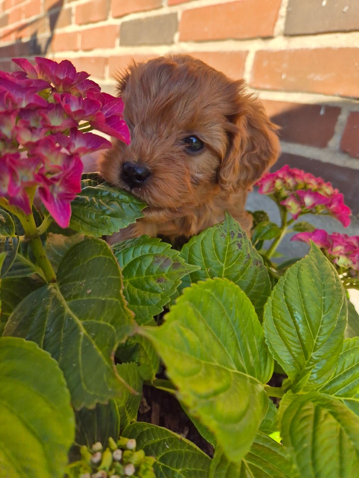 Cavapoo F1 hund 2 år