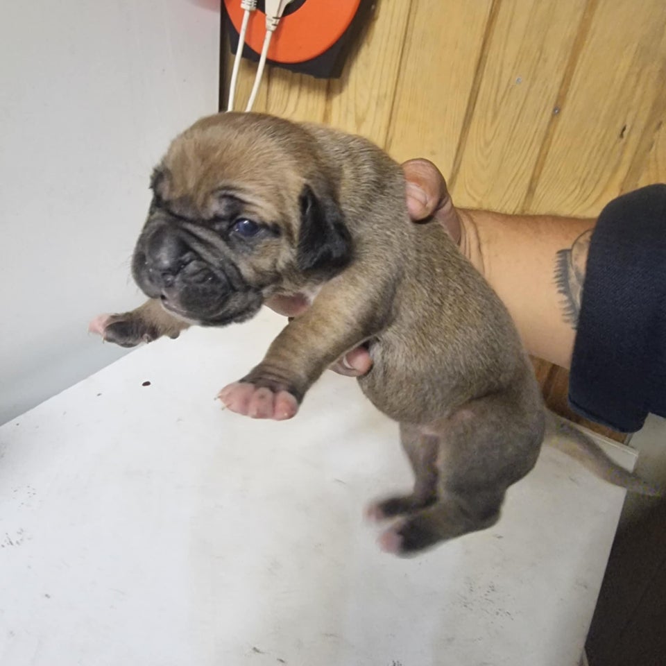 Cane corso, hvalpe, 8 uger