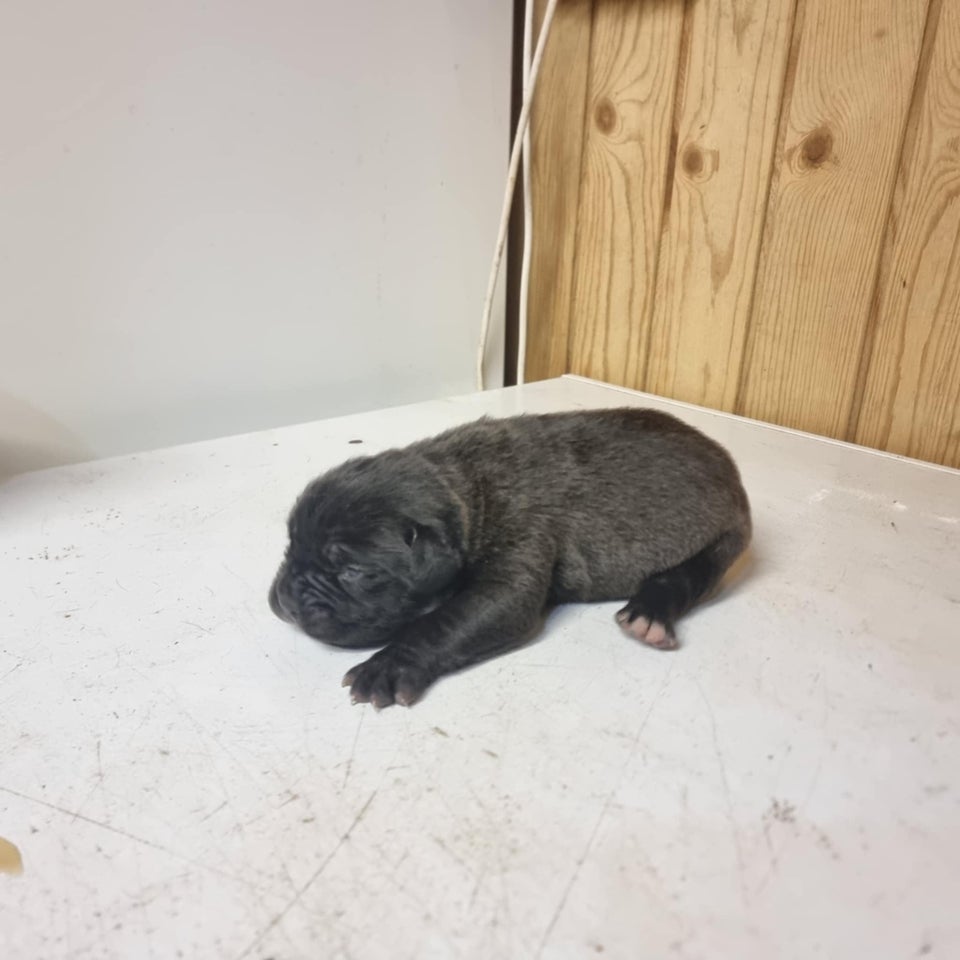 Cane corso, hvalpe, 8 uger