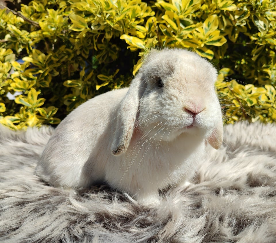 Kanin Minilop mini lop 0 år