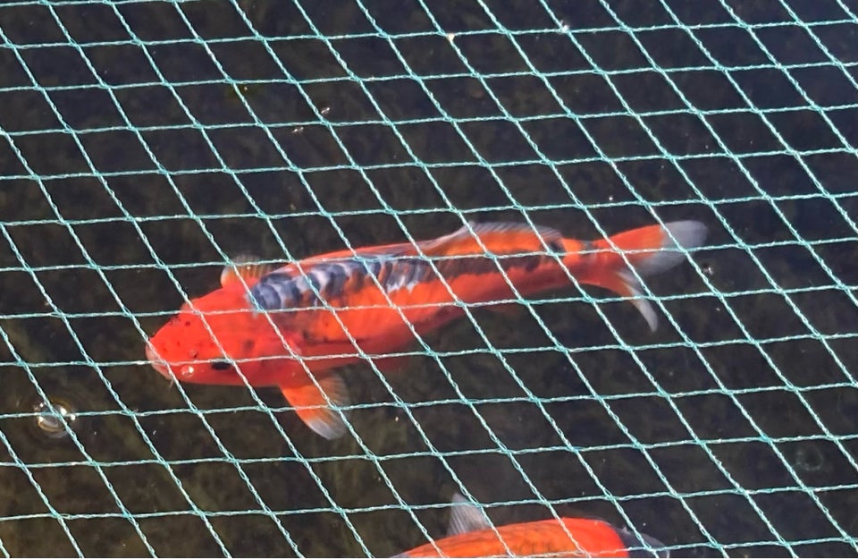 Koi karper