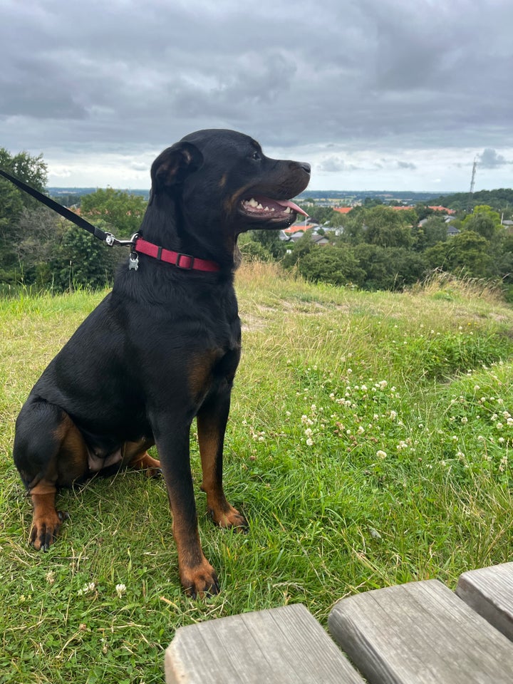 Rottweiler  hund 2 år