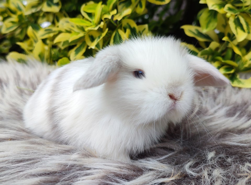 Kanin Minilop mini lop 0 år