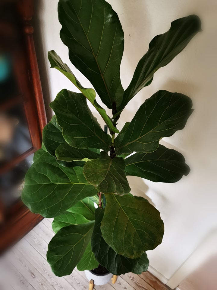 Ficus Lyrata