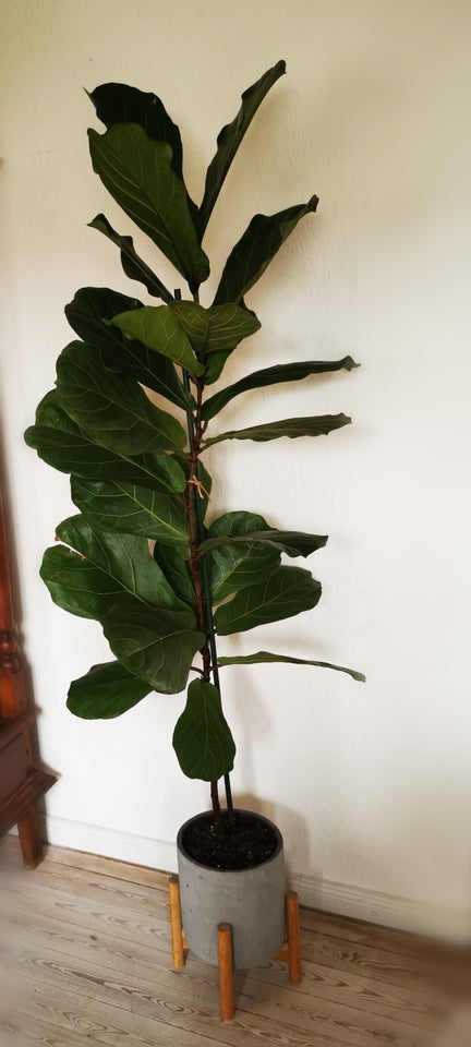 Ficus Lyrata