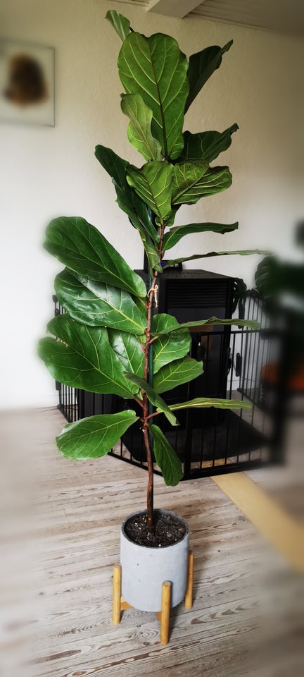 Ficus Lyrata