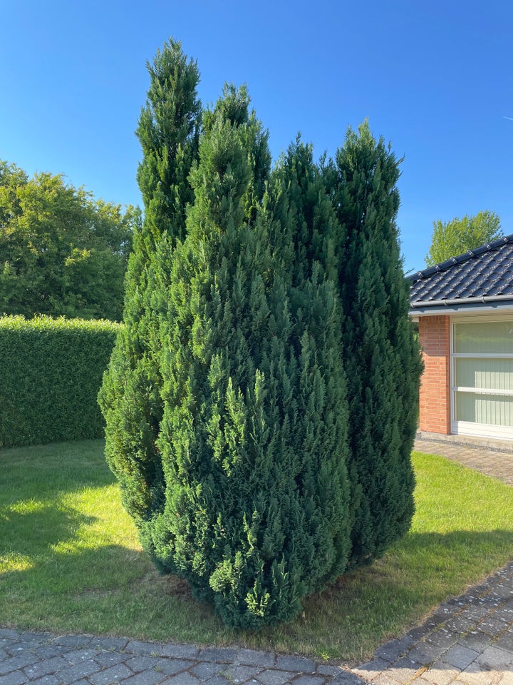 Andet Almindelig thuja Grantræ