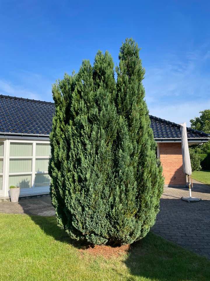 Andet Almindelig thuja Grantræ