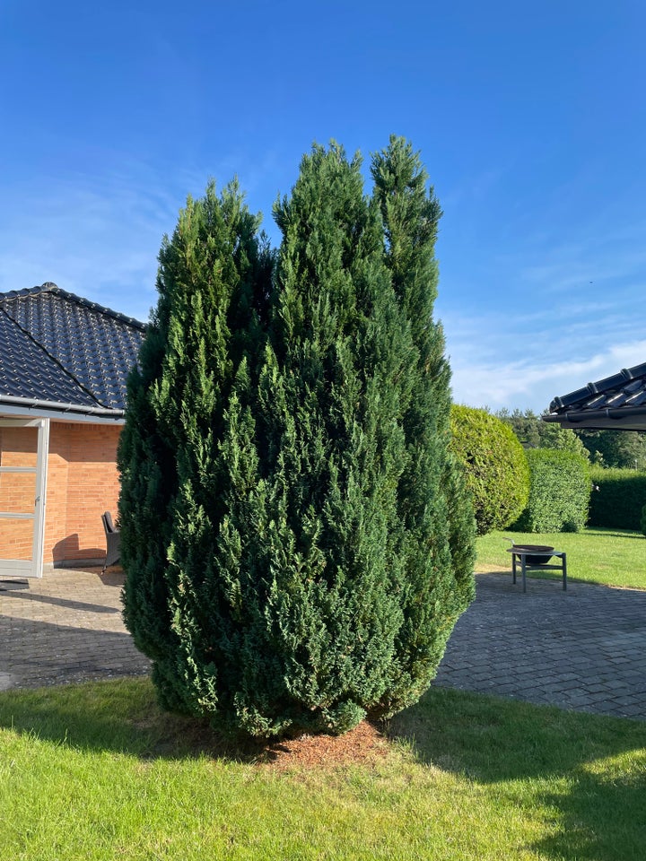 Andet Almindelig thuja Grantræ