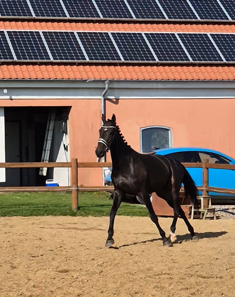 Dansk Varmblod vallak 8 år