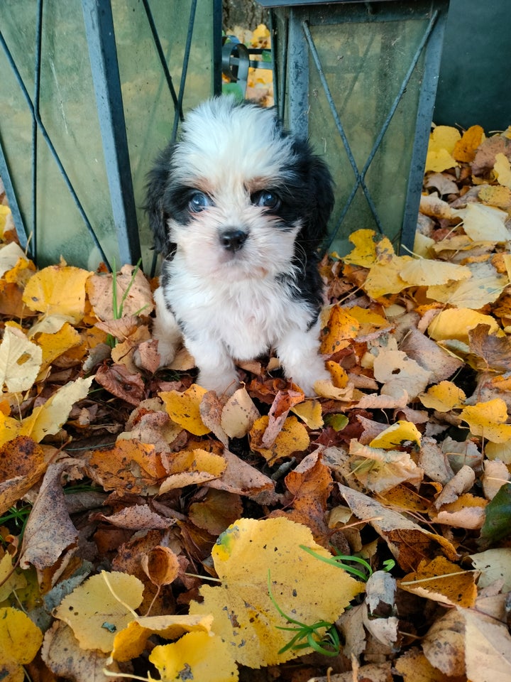 shih tzu- cavarler king charelse