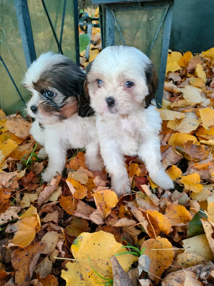 shih tzu- cavarler king charelse