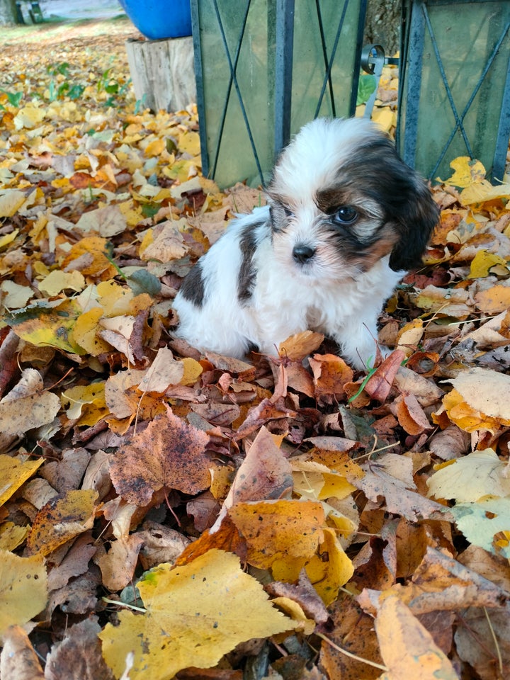 shih tzu- cavarler king charelse