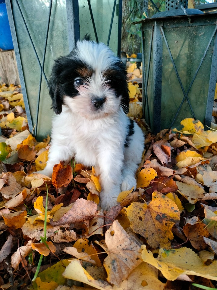 shih tzu- cavarler king charelse